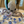 Krakens